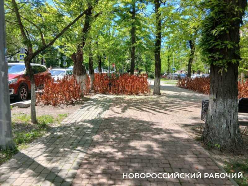 В центре Новороссийска спилили «ржавые» кусты лавровишни