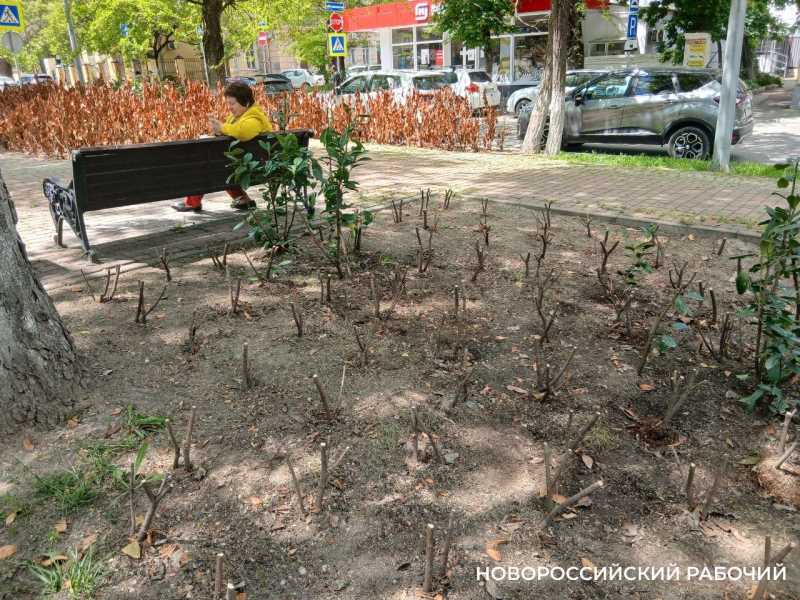 В центре Новороссийска спилили «ржавые» кусты лавровишни