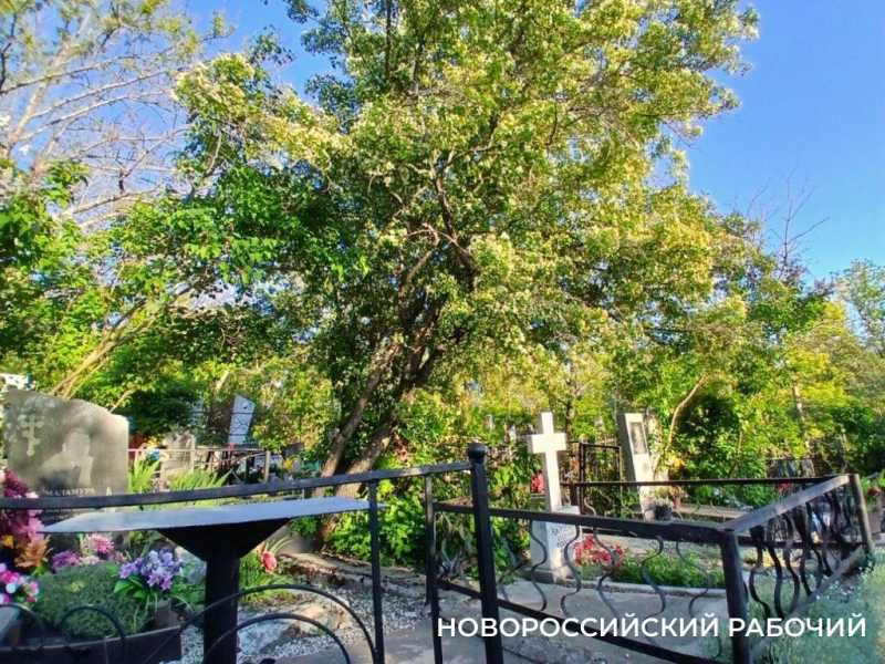 В Новороссийске Мефодиевское кладбище встречает сиренью