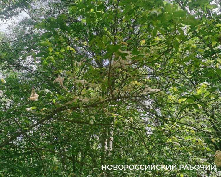В Новороссийске началась ночная борьба с американской бабочкой