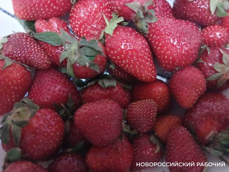 В Новороссийске начался сезон кубанской клубники