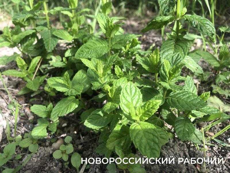В Новороссийске наступило «мятное» время