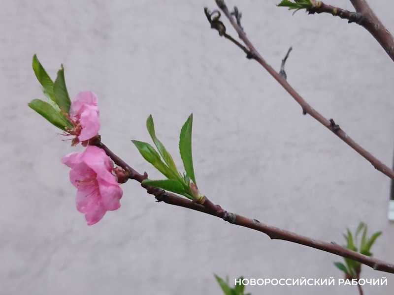 В Новороссийске после погодных рекордов апрель был «нормальным»