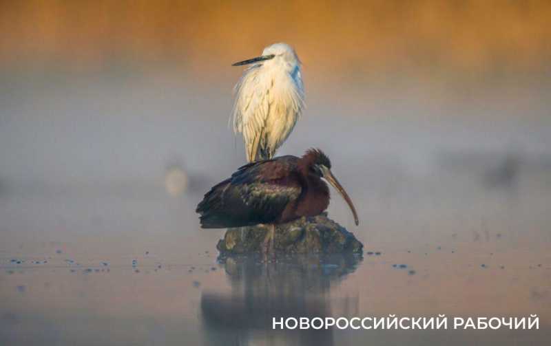 В Новороссийске продолжается птичий пролет