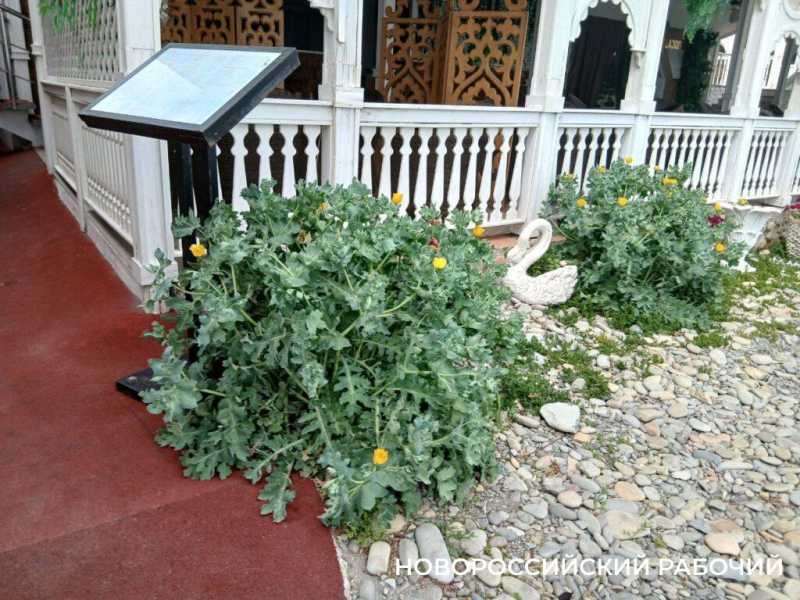 В Новороссийске заработает новый старый пляж со скульптурами … пионеров