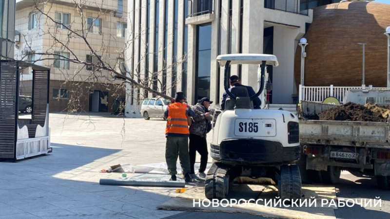 Возле горпляжа Новороссийска посадят новые деревья