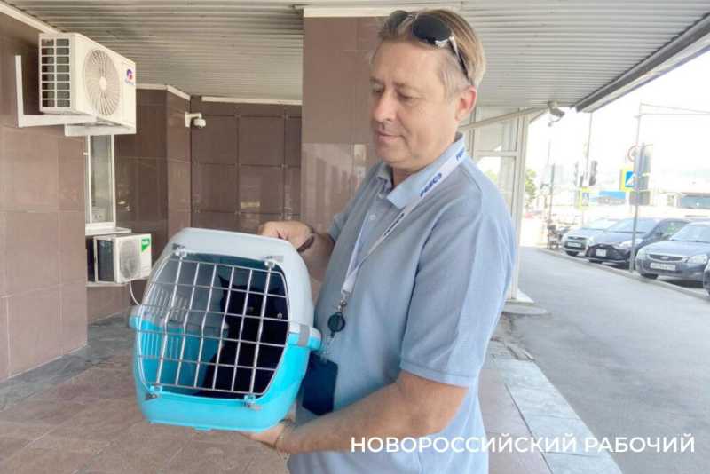 На «кис-кис» пока не откликается! В Новороссийске усыновили кота-нелегала из Турции