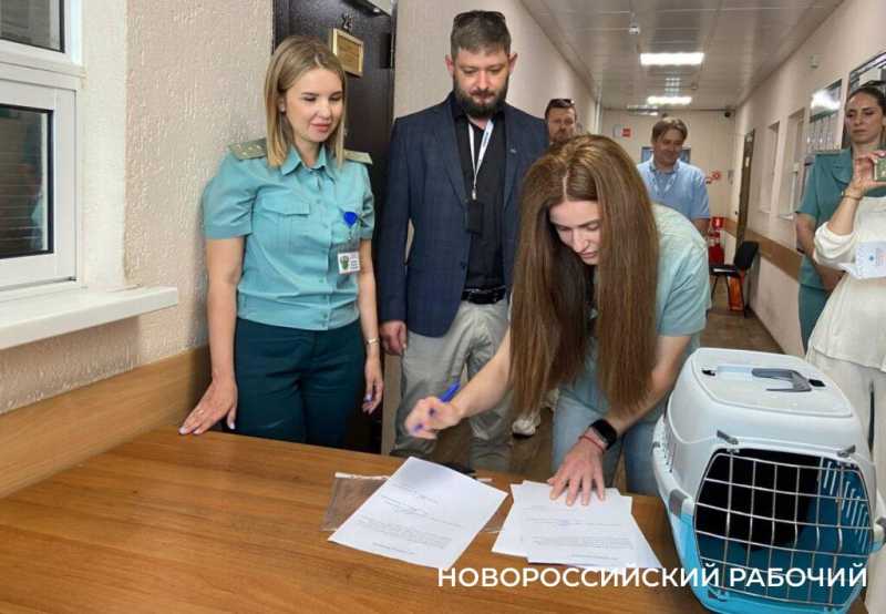 На «кис-кис» пока не откликается! В Новороссийске усыновили кота-нелегала из Турции