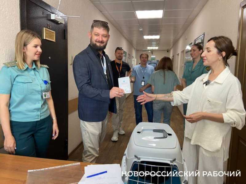 На «кис-кис» пока не откликается! В Новороссийске усыновили кота-нелегала из Турции