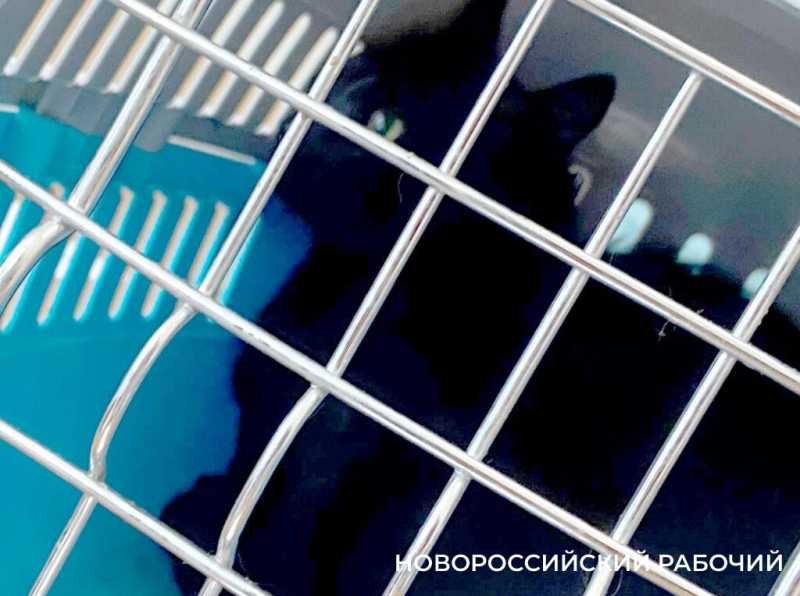 На «кис-кис» пока не откликается! В Новороссийске усыновили кота-нелегала из Турции
