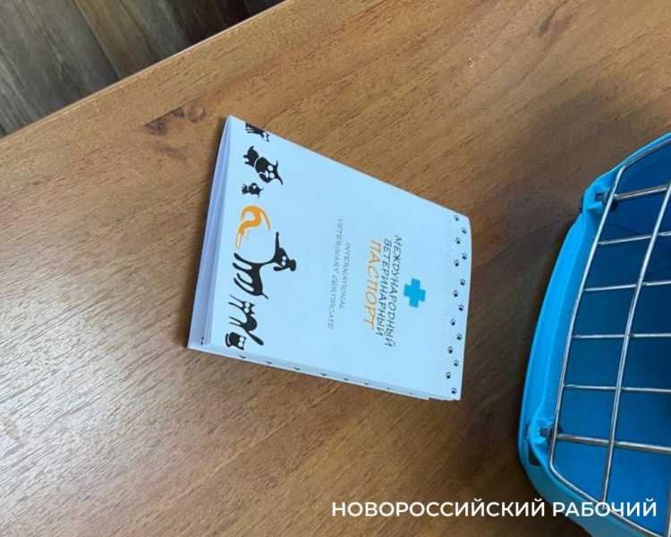 На «кис-кис» пока не откликается! В Новороссийске усыновили кота-нелегала из Турции