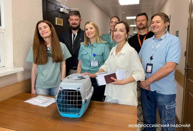 На «кис-кис» пока не откликается! В Новороссийске усыновили кота-нелегала из Турции