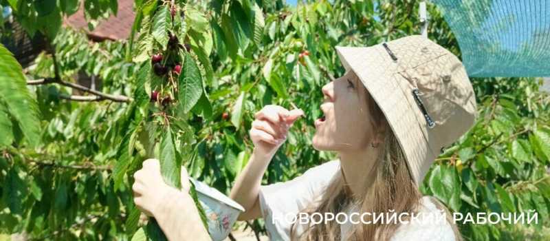 Новороссийские дачники сэкономили на черешне