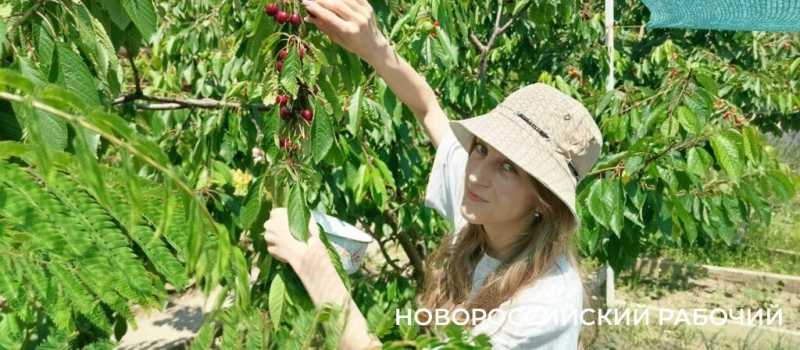 Новороссийские дачники сэкономили на черешне