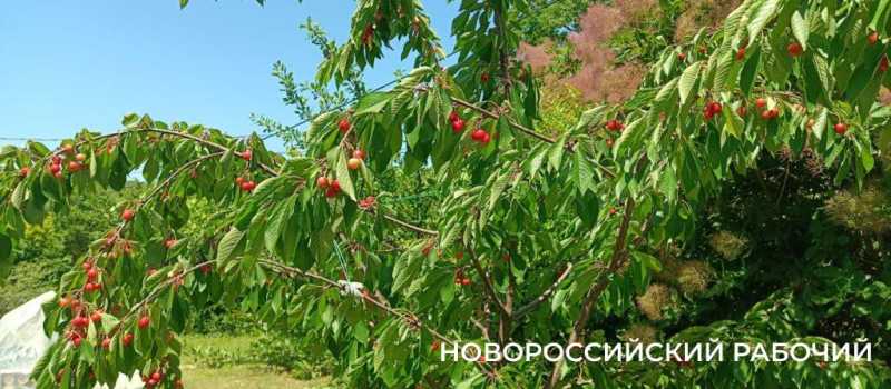 Новороссийские дачники сэкономили на черешне