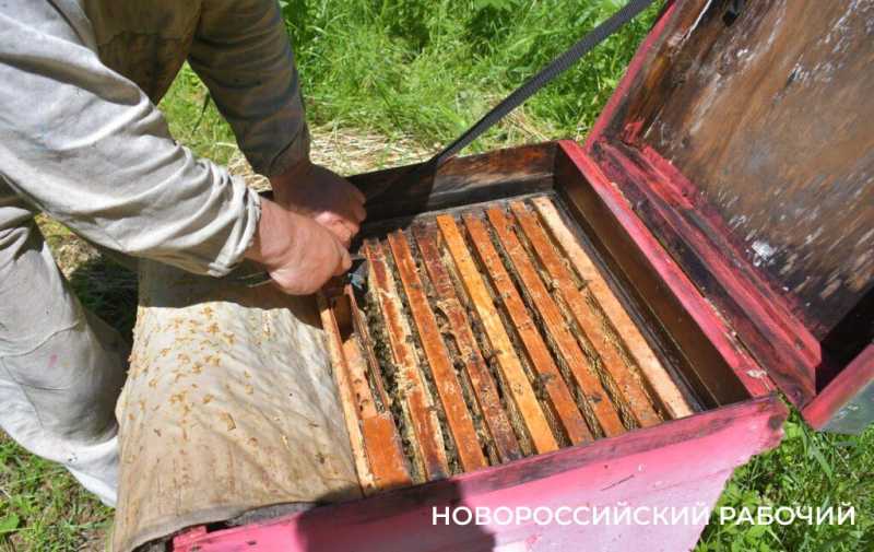 Новороссийские пчеловоды поселились вдали от цивилизации ради «правильного меда»