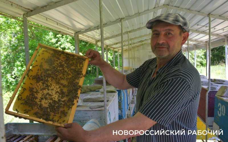 Новороссийские пчеловоды поселились вдали от цивилизации ради «правильного меда»