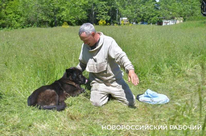 Новороссийские пчеловоды поселились вдали от цивилизации ради «правильного меда»