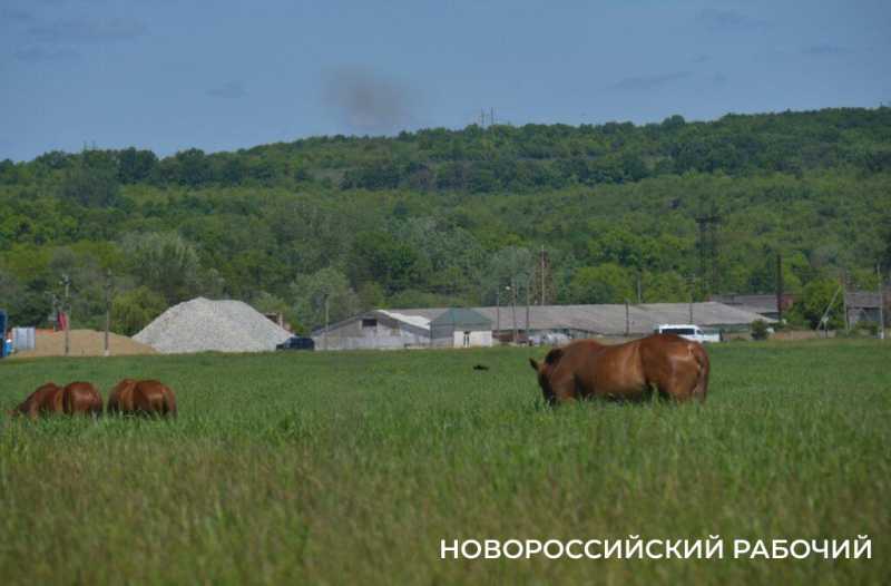 Новороссийские пчеловоды поселились вдали от цивилизации ради «правильного меда»