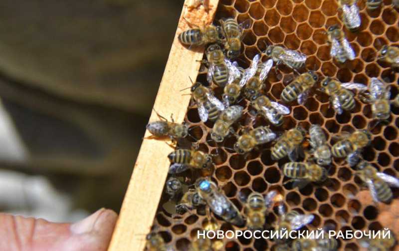 Новороссийские пчеловоды поселились вдали от цивилизации ради «правильного меда»