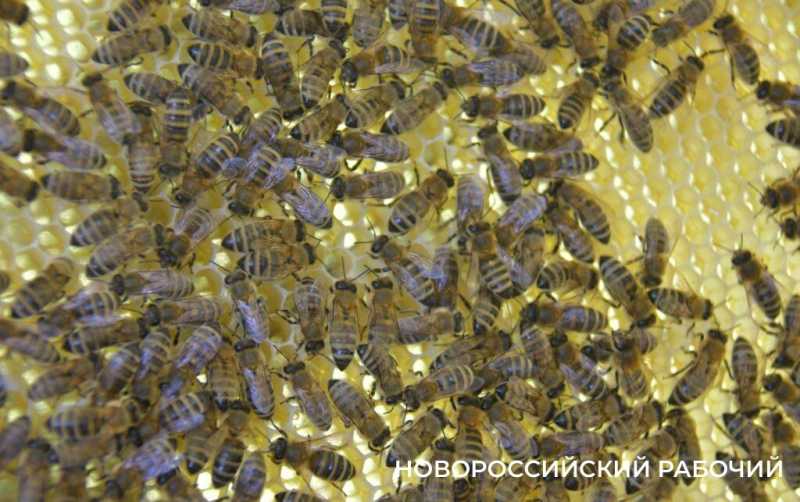 Новороссийские пчеловоды поселились вдали от цивилизации ради «правильного меда»