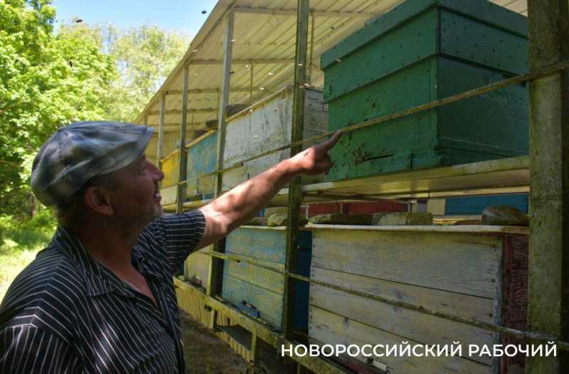 Новороссийские пчеловоды поселились вдали от цивилизации ради «правильного меда»