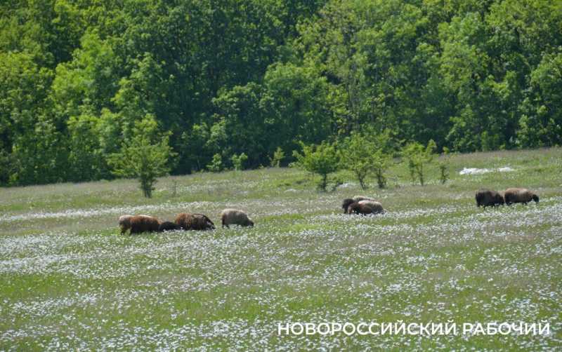 Новороссийские пчеловоды поселились вдали от цивилизации ради «правильного меда»