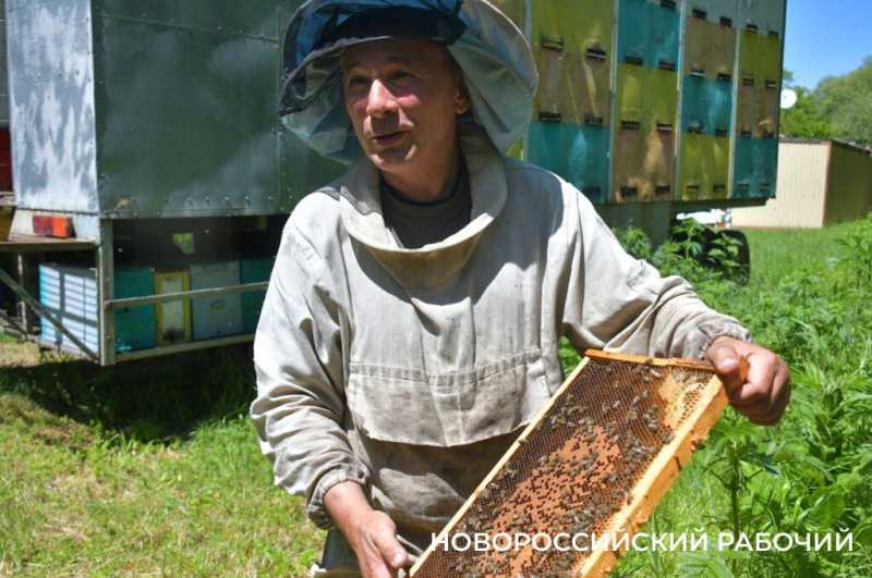 Новороссийские пчеловоды поселились вдали от цивилизации ради «правильного меда»