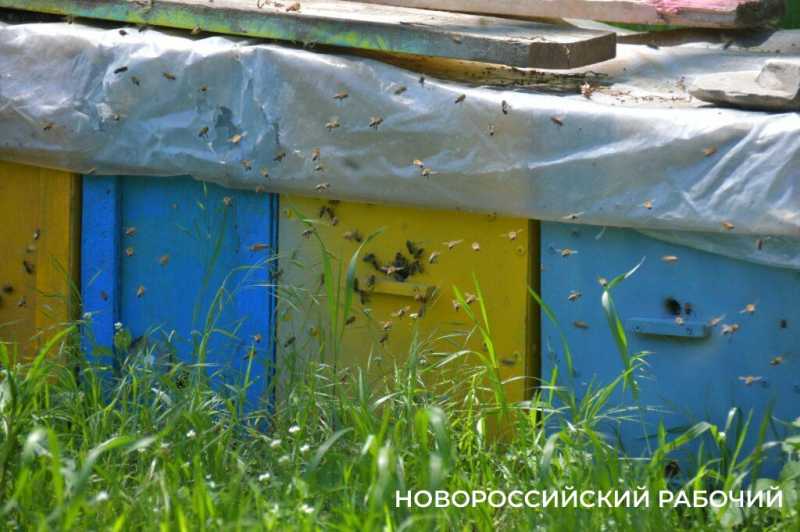 Новороссийские пчеловоды поселились вдали от цивилизации ради «правильного меда»