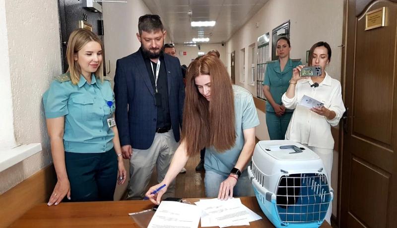 Новороссийские таможенники оформили кота Бурака из Турции