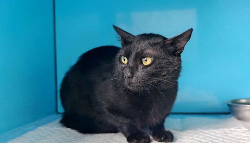 Новороссийские таможенники оформили кота Бурака из Турции