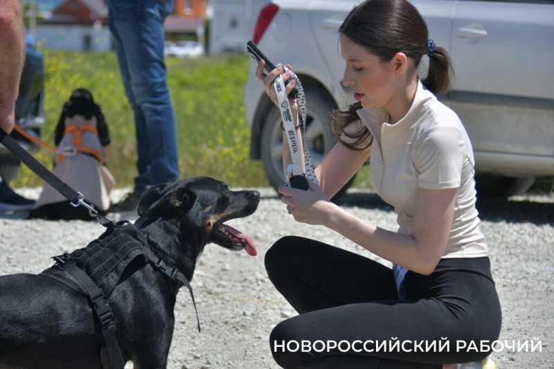 В Новороссийске героиней забега стала собачка на трех лапках