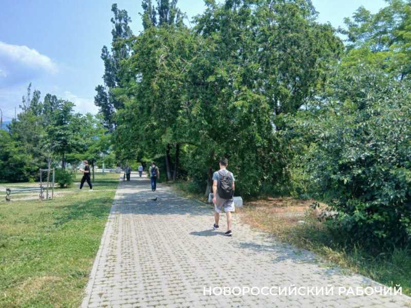 В Новороссийске народные уличные ягоды продаются по цене экзотики