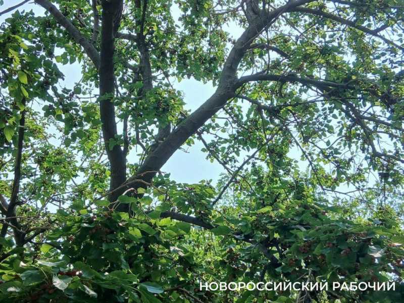 В Новороссийске народные уличные ягоды продаются по цене экзотики