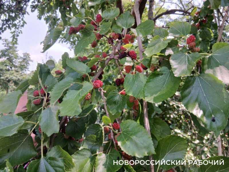 В Новороссийске народные уличные ягоды продаются по цене экзотики