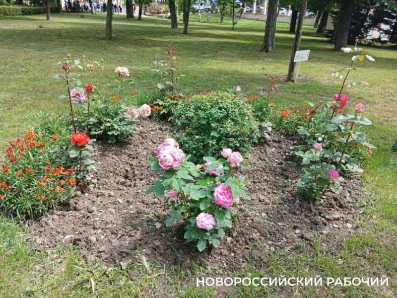 В Новороссийске наступило «розовое» время роскоши