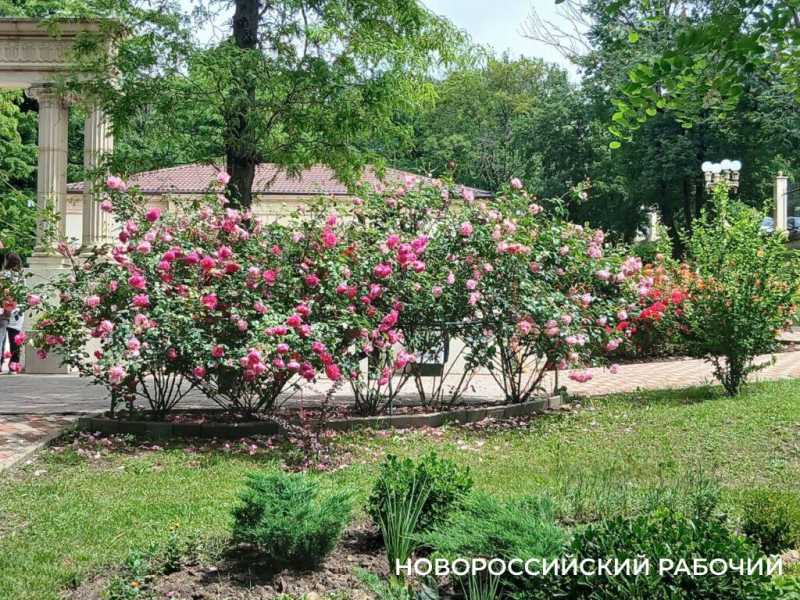 В Новороссийске наступило «розовое» время роскоши