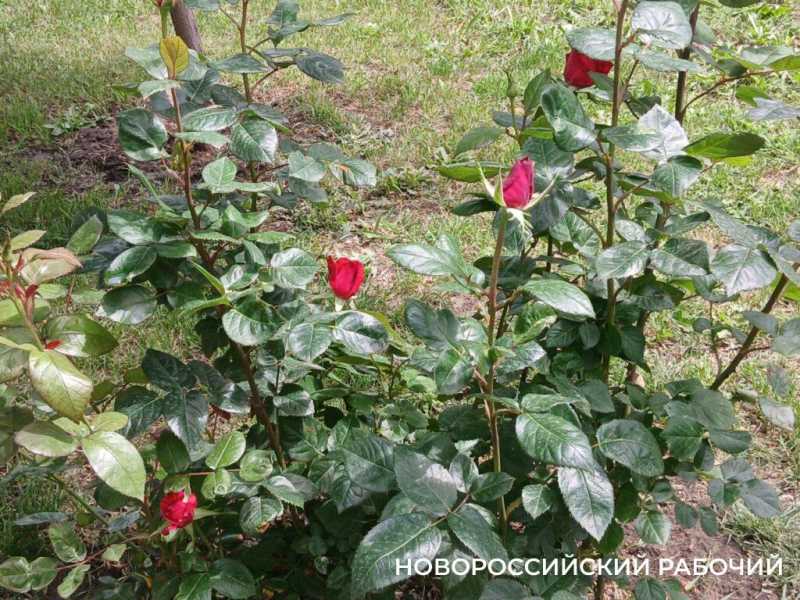 В Новороссийске наступило «розовое» время роскоши