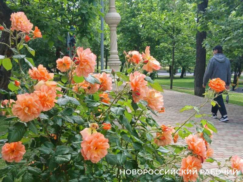 В Новороссийске наступило «розовое» время роскоши