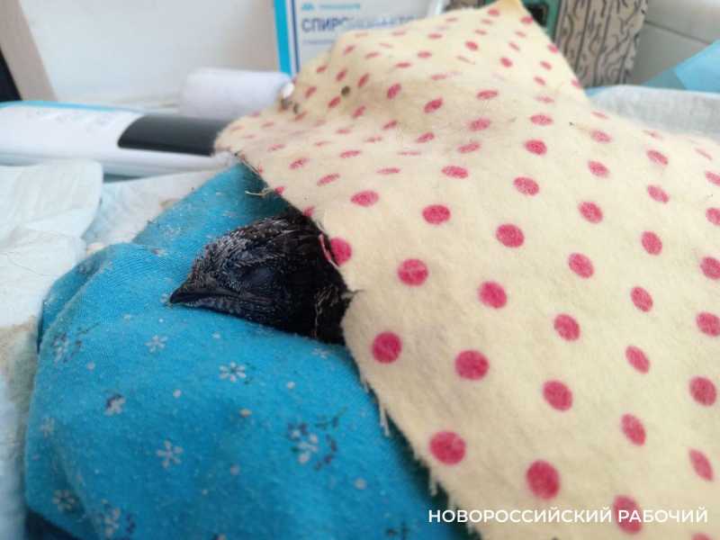 В Новороссийске закрылся центр спасения птиц, но помощь продолжается