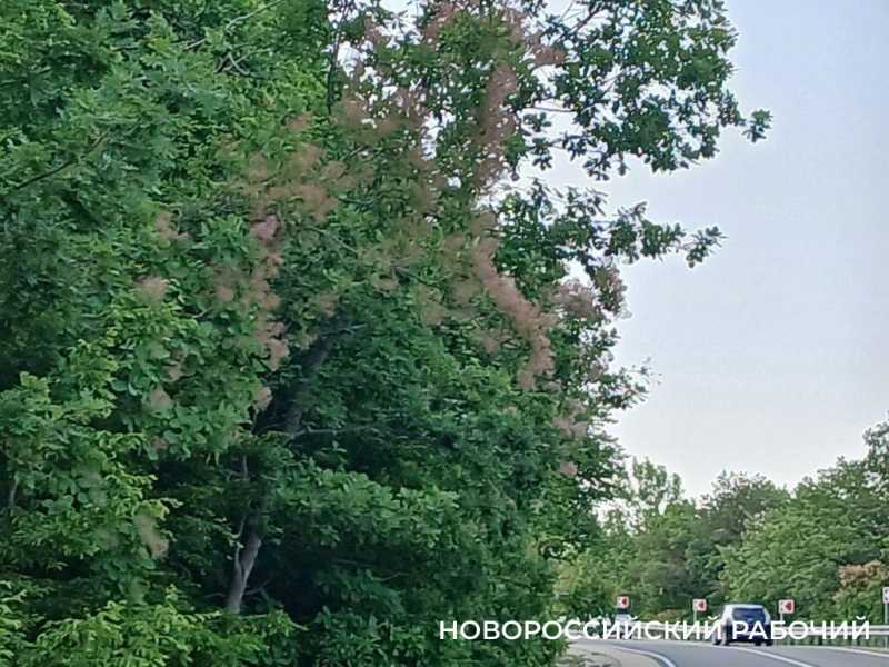 В окрестностях Новороссийска можно любоваться дымкой скумпии