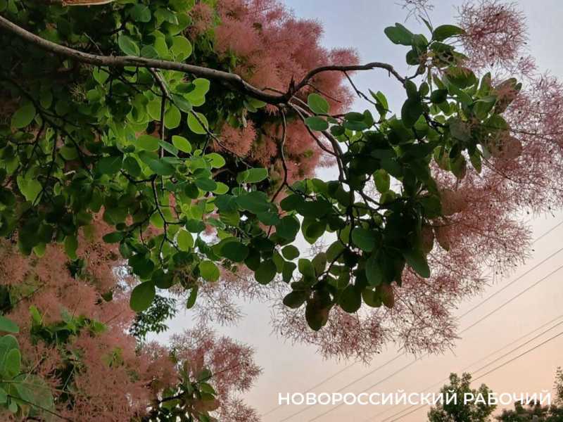 В окрестностях Новороссийска можно любоваться дымкой скумпии