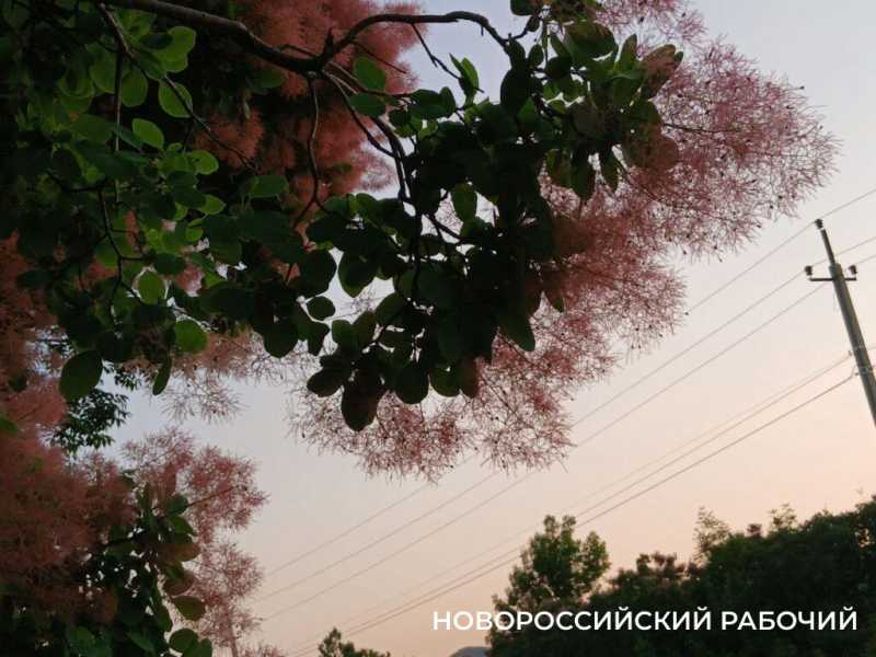 В окрестностях Новороссийска можно любоваться дымкой скумпии