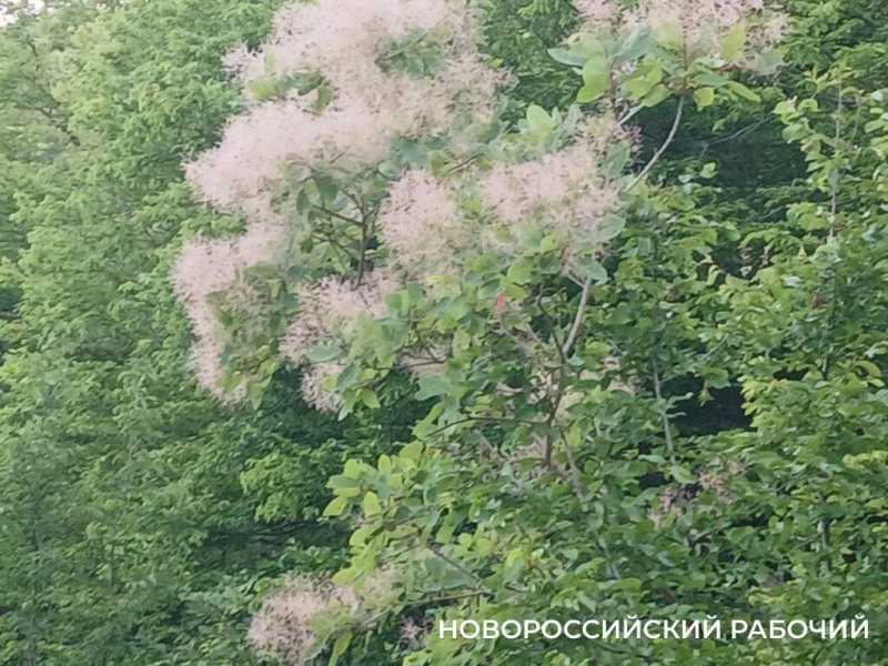 В окрестностях Новороссийска можно любоваться дымкой скумпии