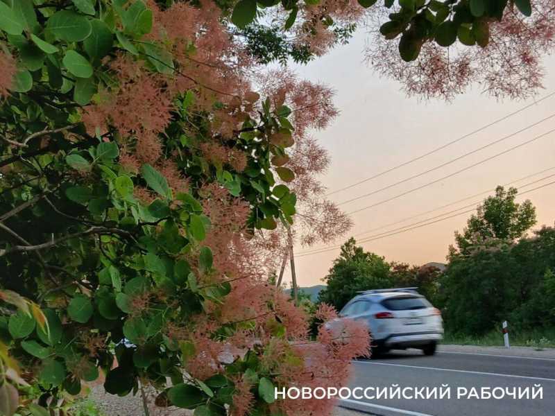 В окрестностях Новороссийска можно любоваться дымкой скумпии