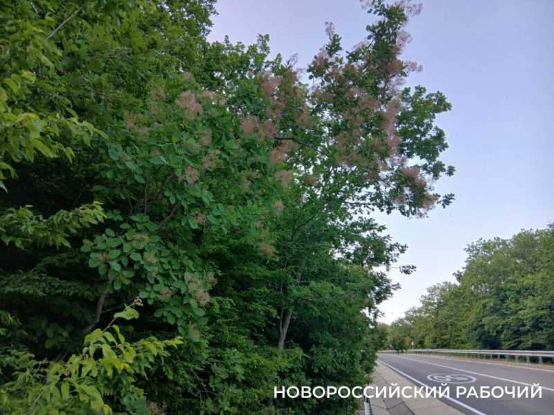 В окрестностях Новороссийска можно любоваться дымкой скумпии