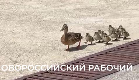 В пригороде Новороссийска обнаружена самая внимательная утка-мать