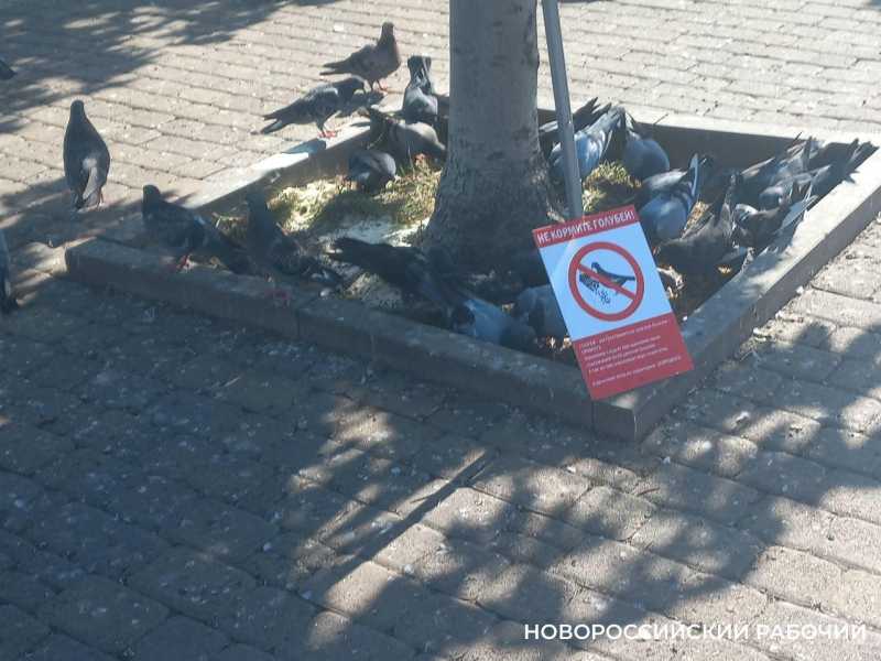 А голубям &mdash; наплевать! Их в Новороссийске  покормят даже под угрозой штрафа