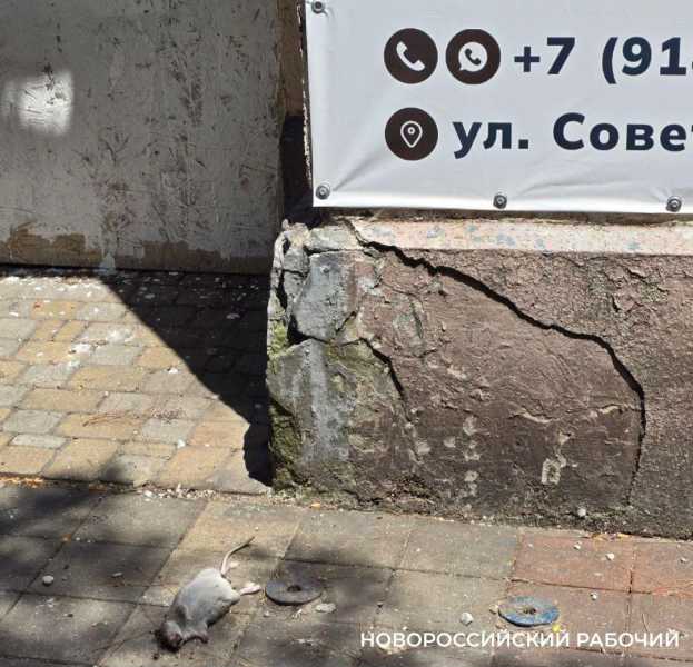 Крысы в Новороссийске ходят по главным улицам