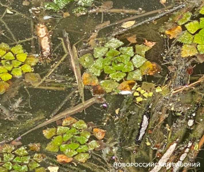 На прудах в Новороссийске разрастается съедобный водяной орех